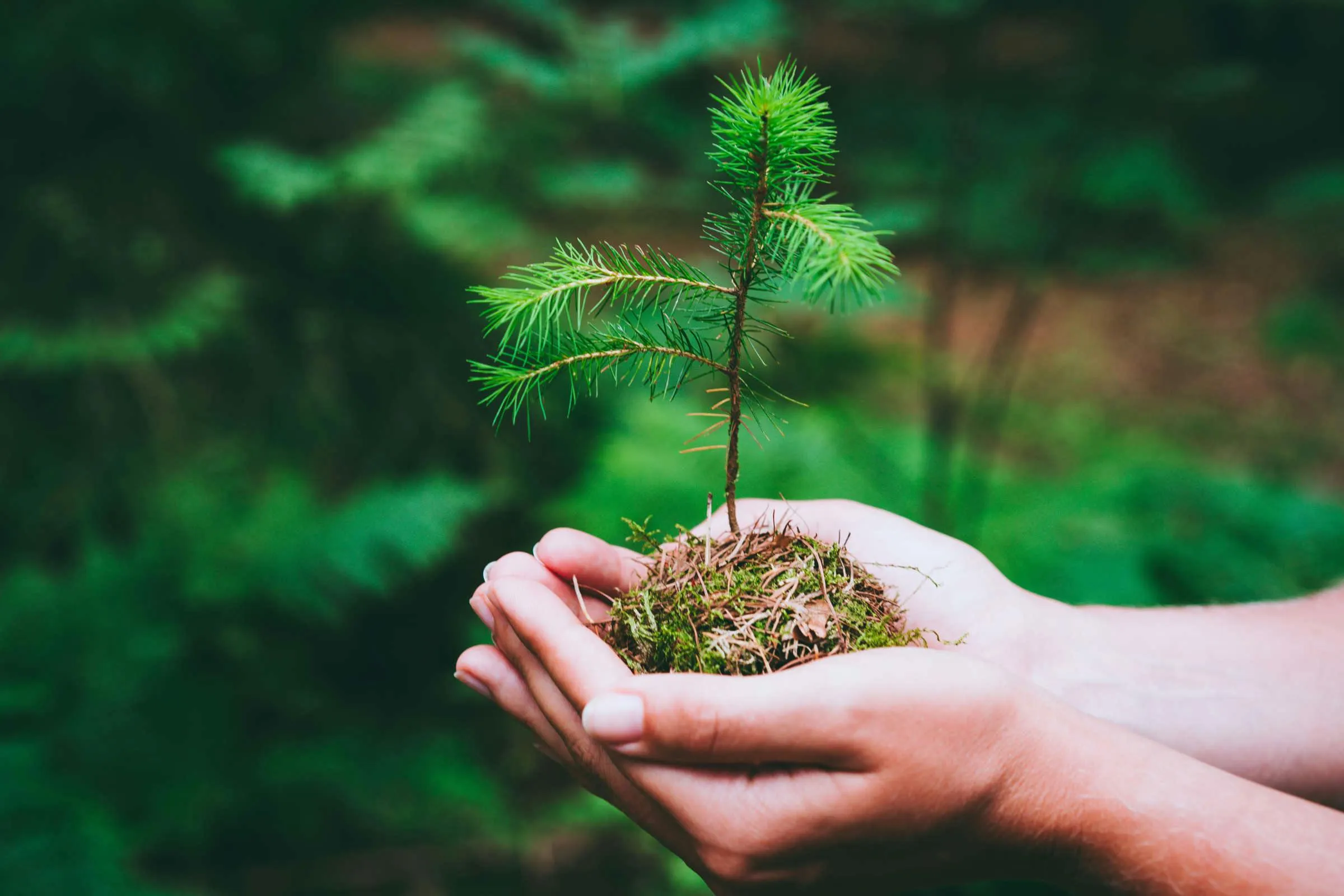 Young spruce seedling