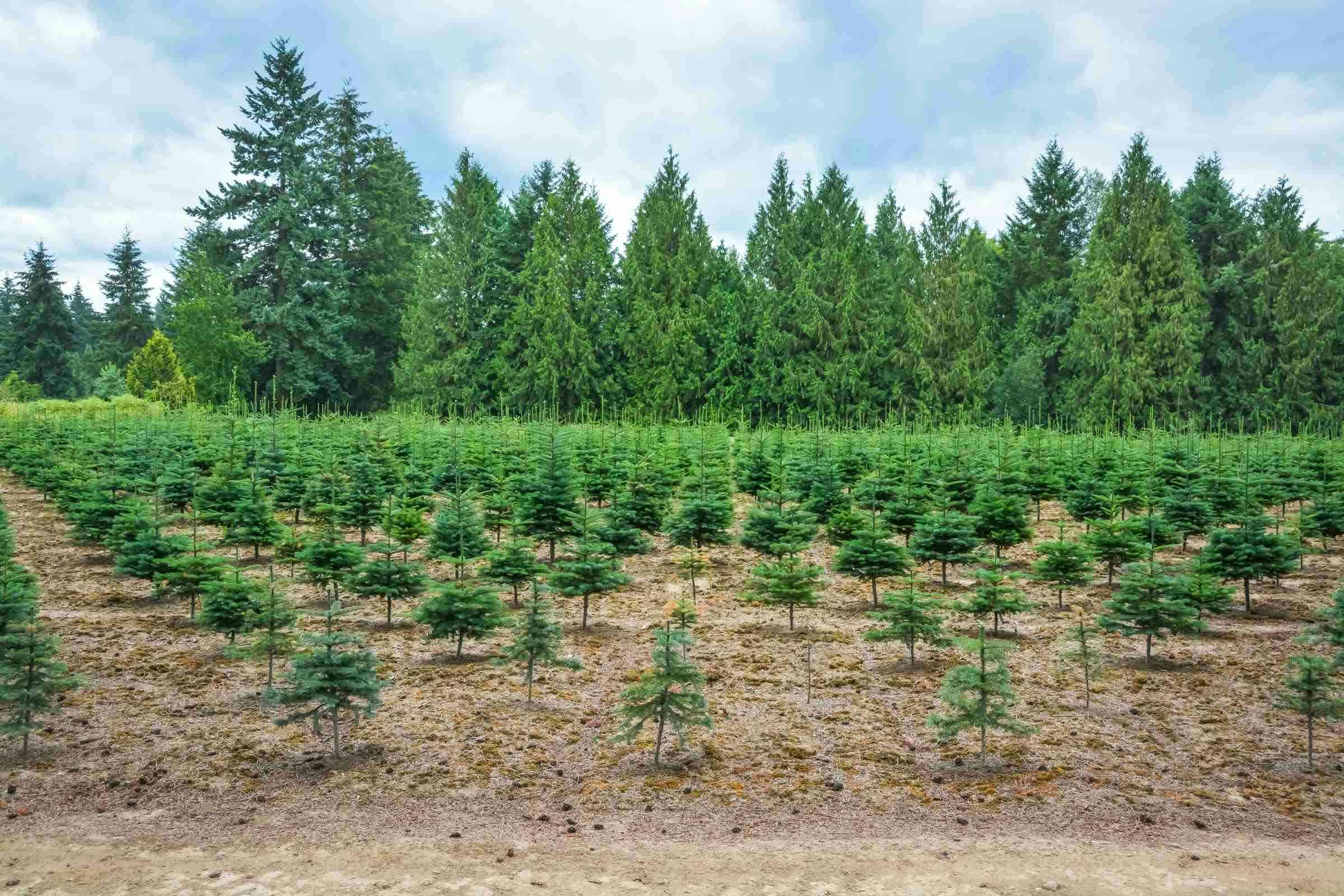 Rows of young spruce on the farm