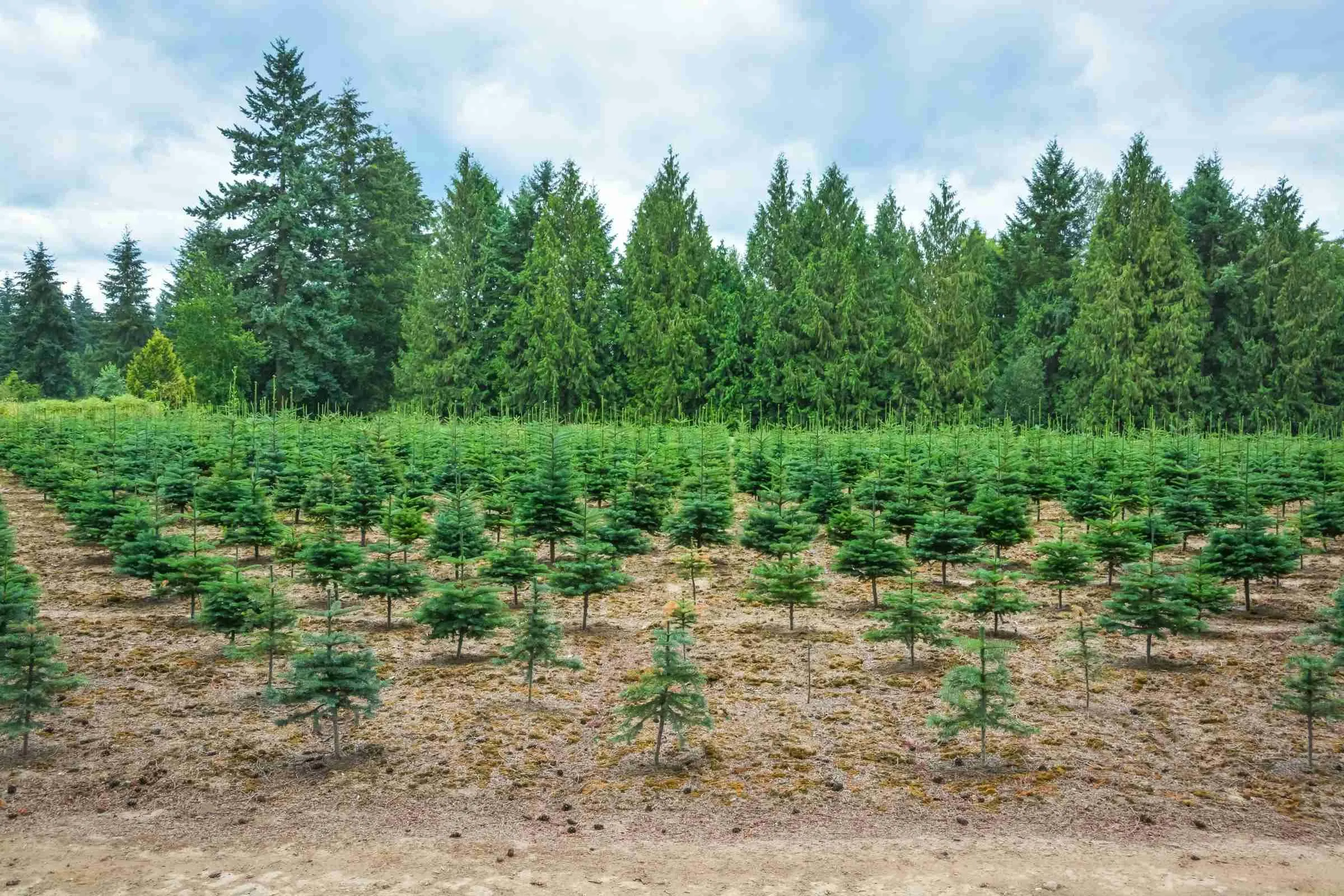 Rows of spruce on the farm