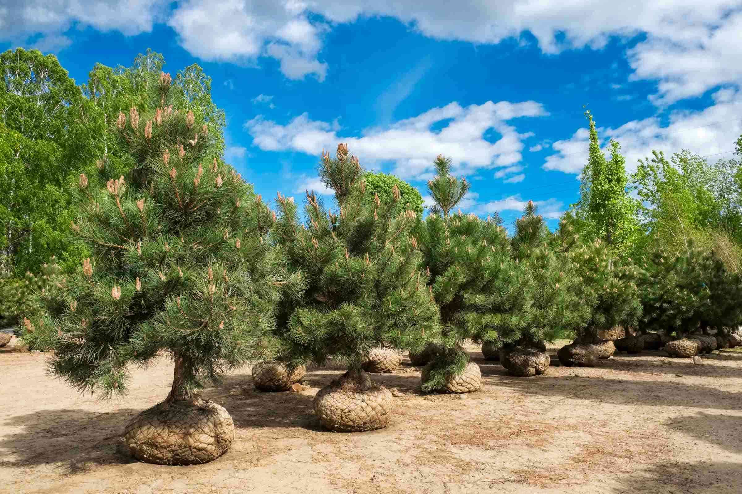 Dug trees with burlapped, basketed root balls