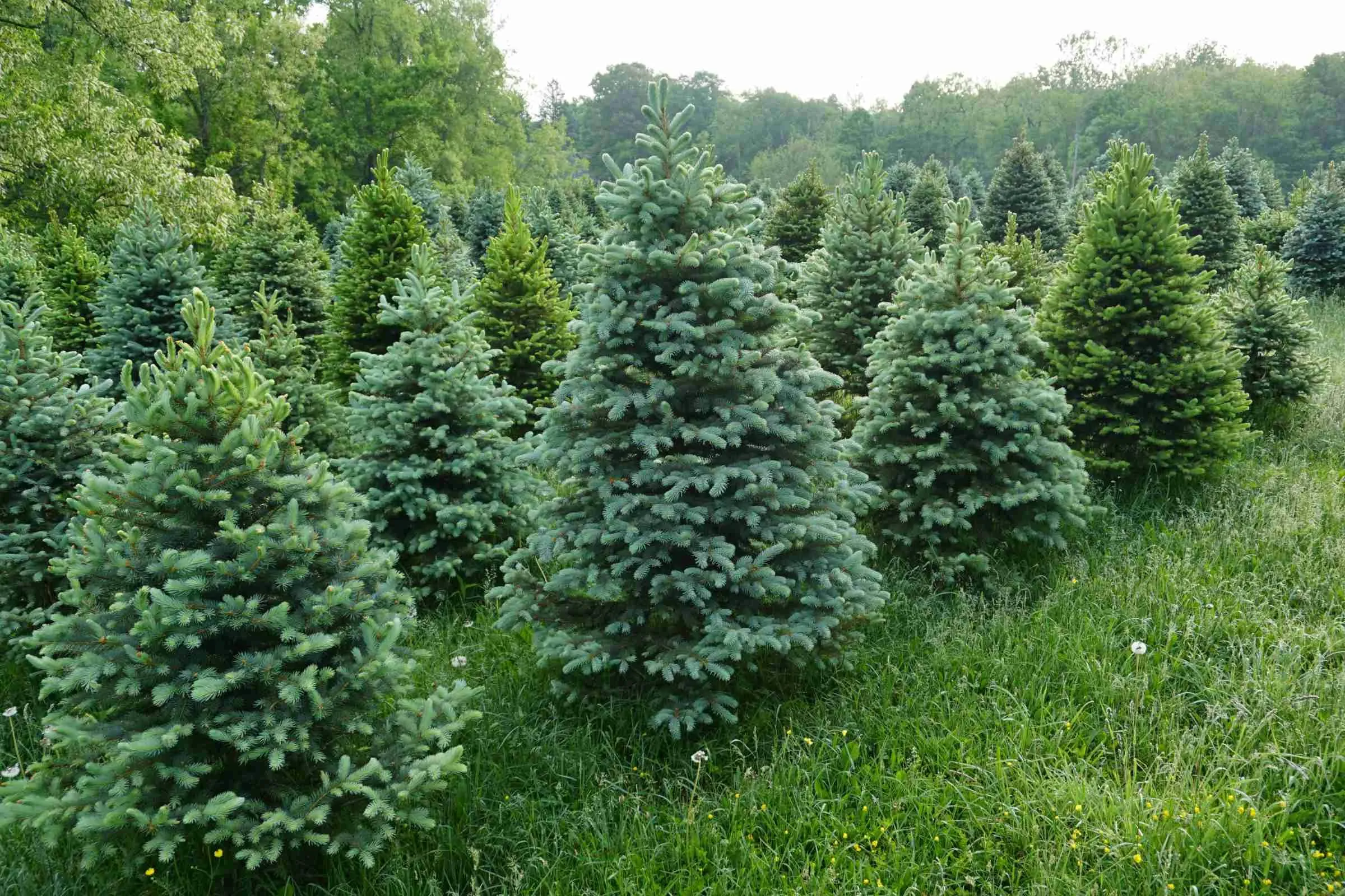 Spruce and blue spruce in the field