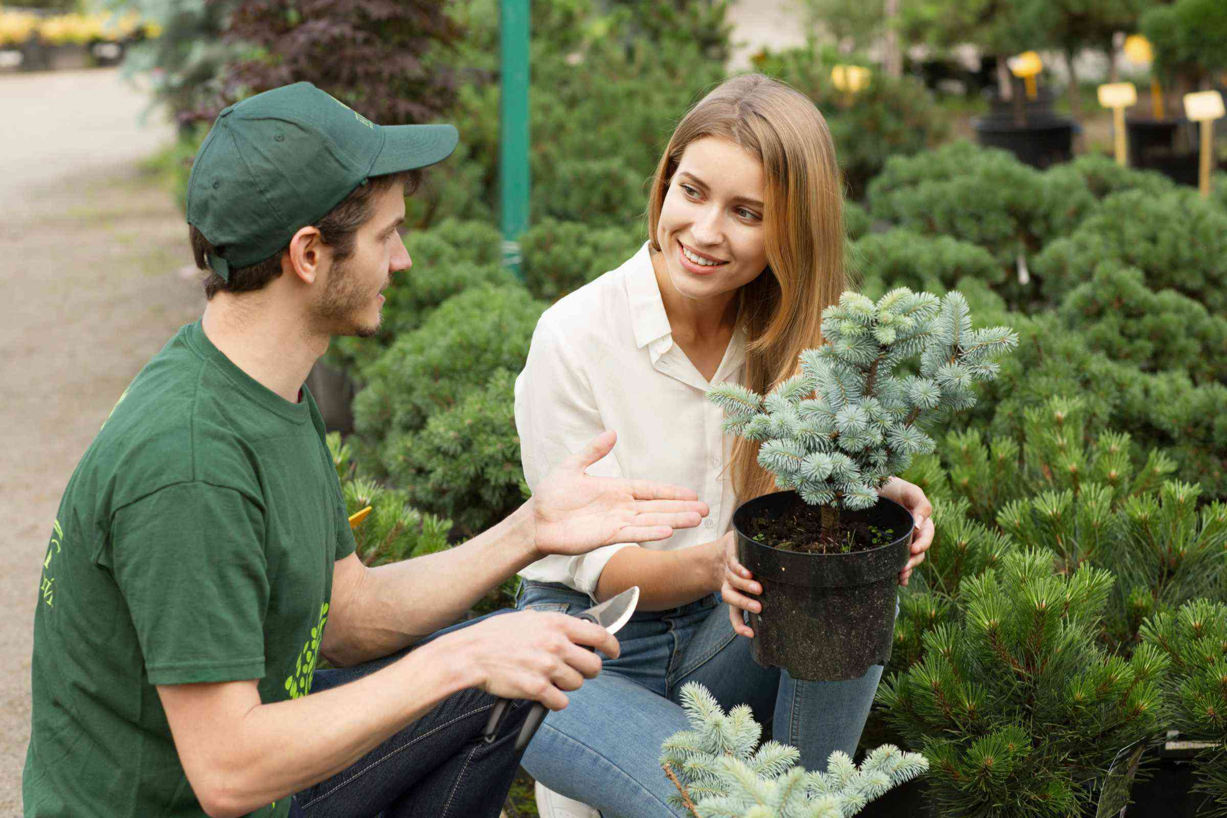 Potted spruce