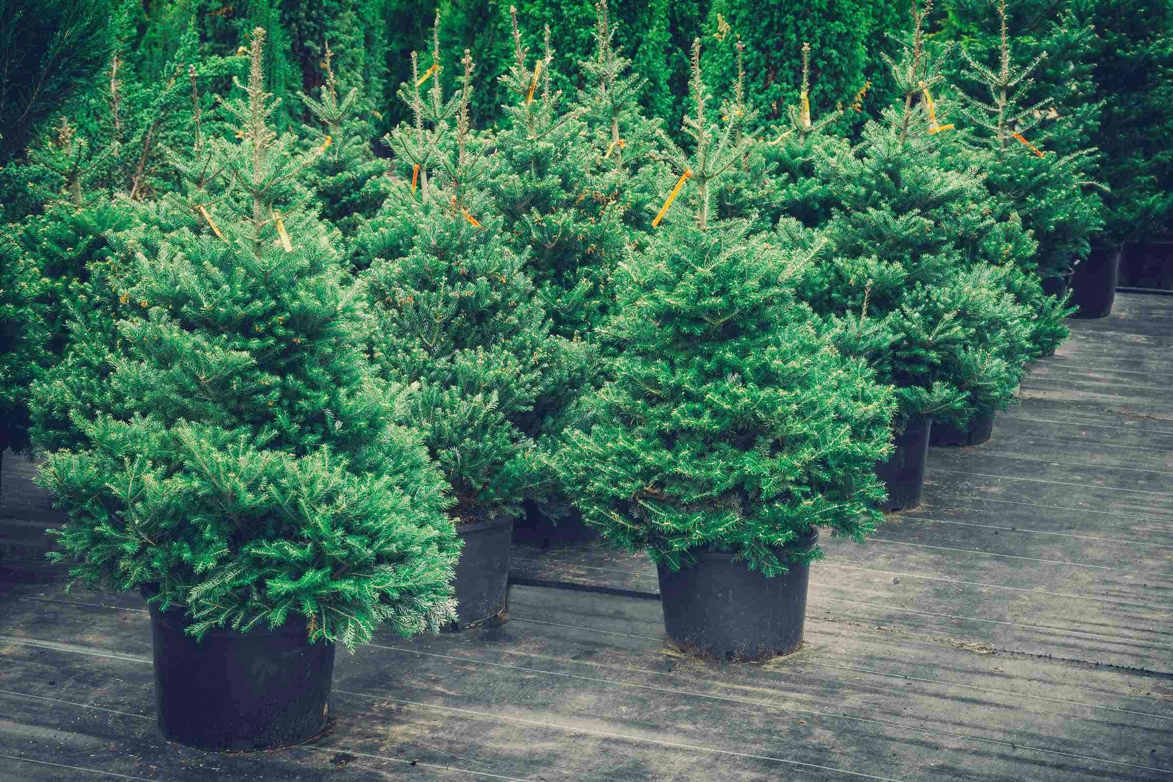 Potted spruce