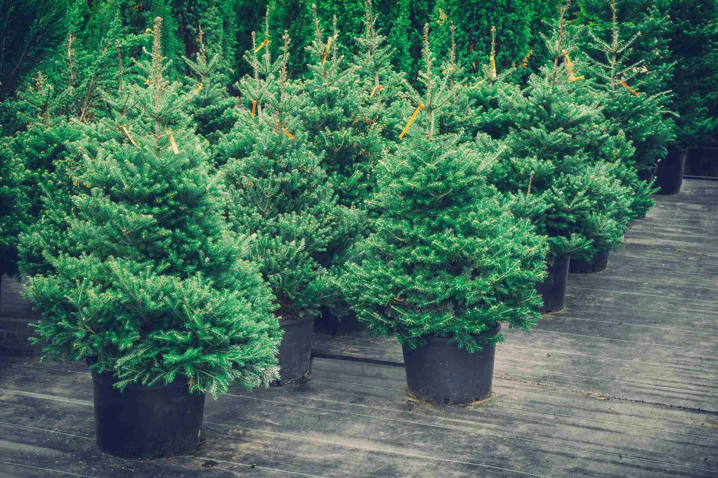 Potted spruce