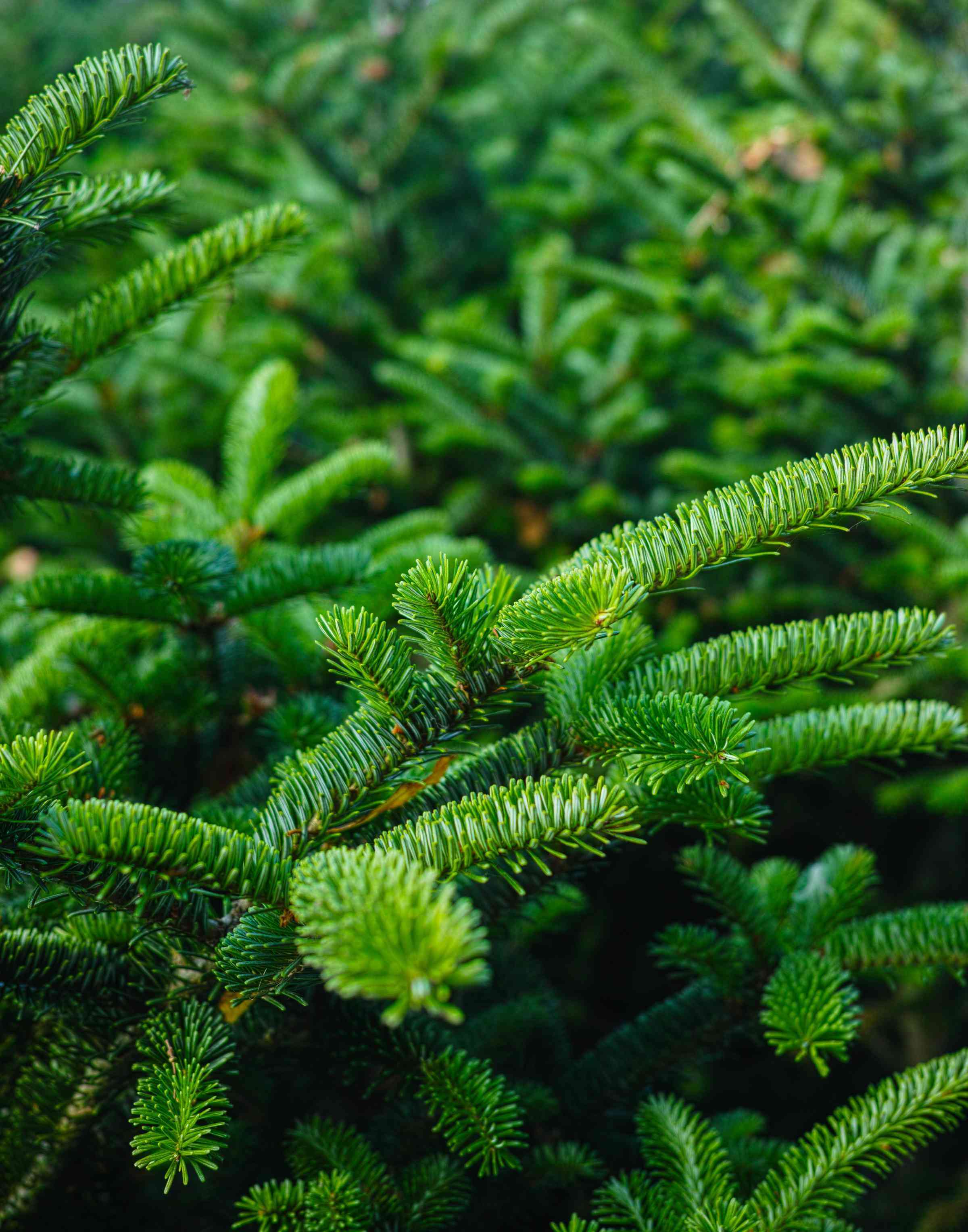 Spruce branch detail